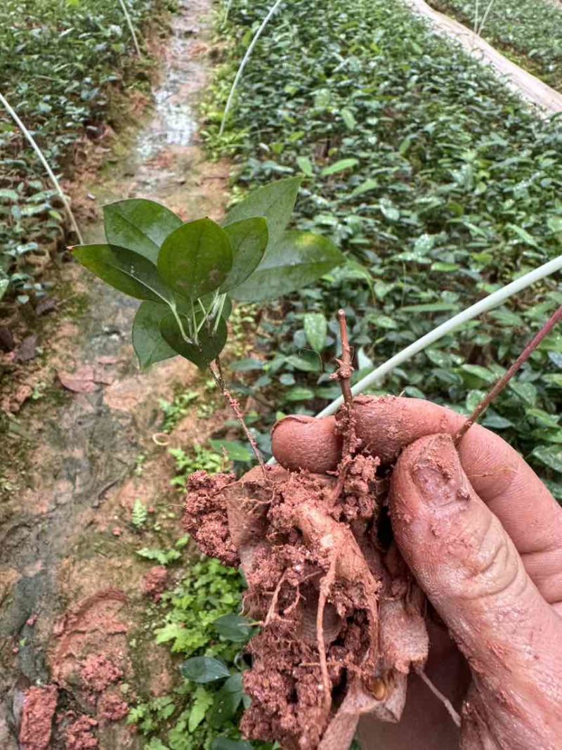 优质土茯苓苗一年苗两年苗大量供应批发