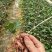 优质土茯苓苗一年苗两年苗大量供应批发