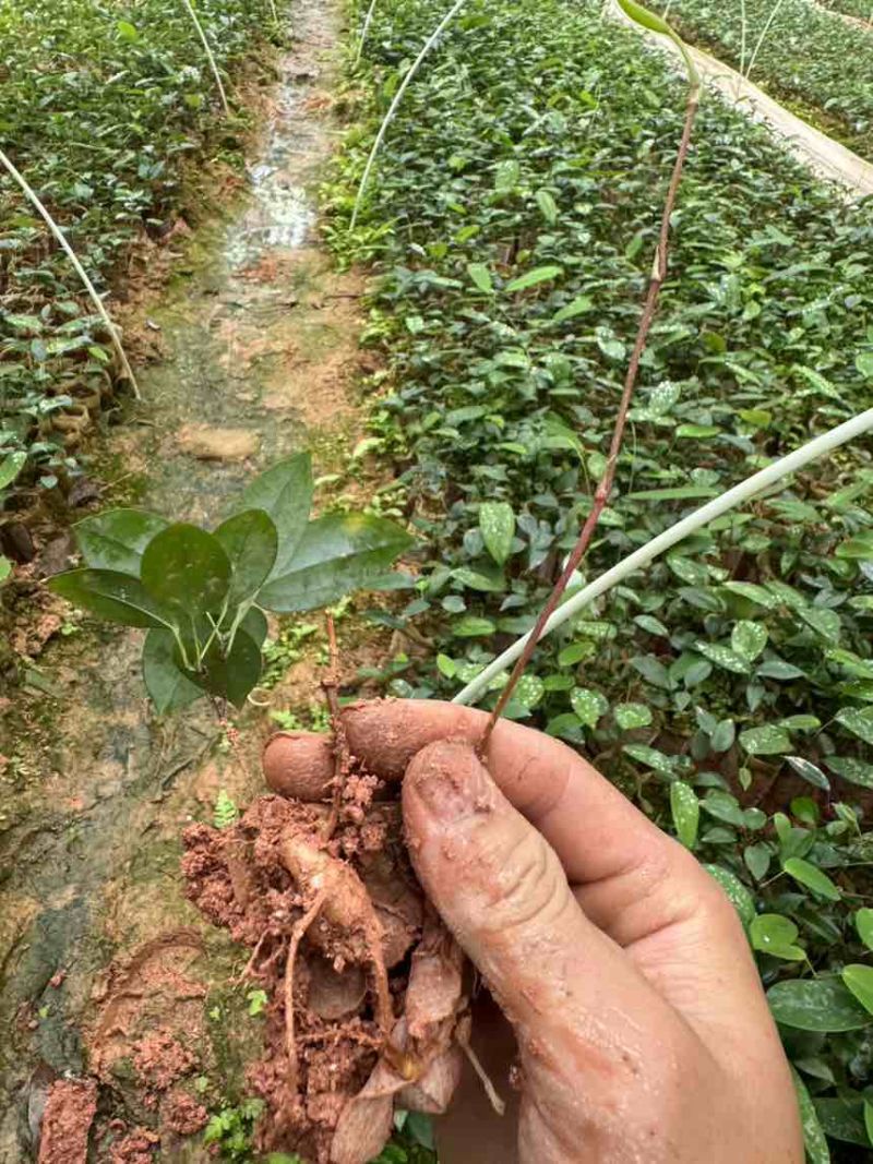 优质土茯苓苗一年苗两年苗大量供应批发