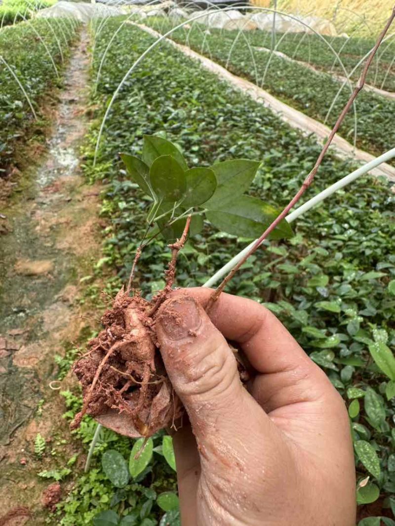 优质土茯苓苗一年苗两年苗大量供应批发