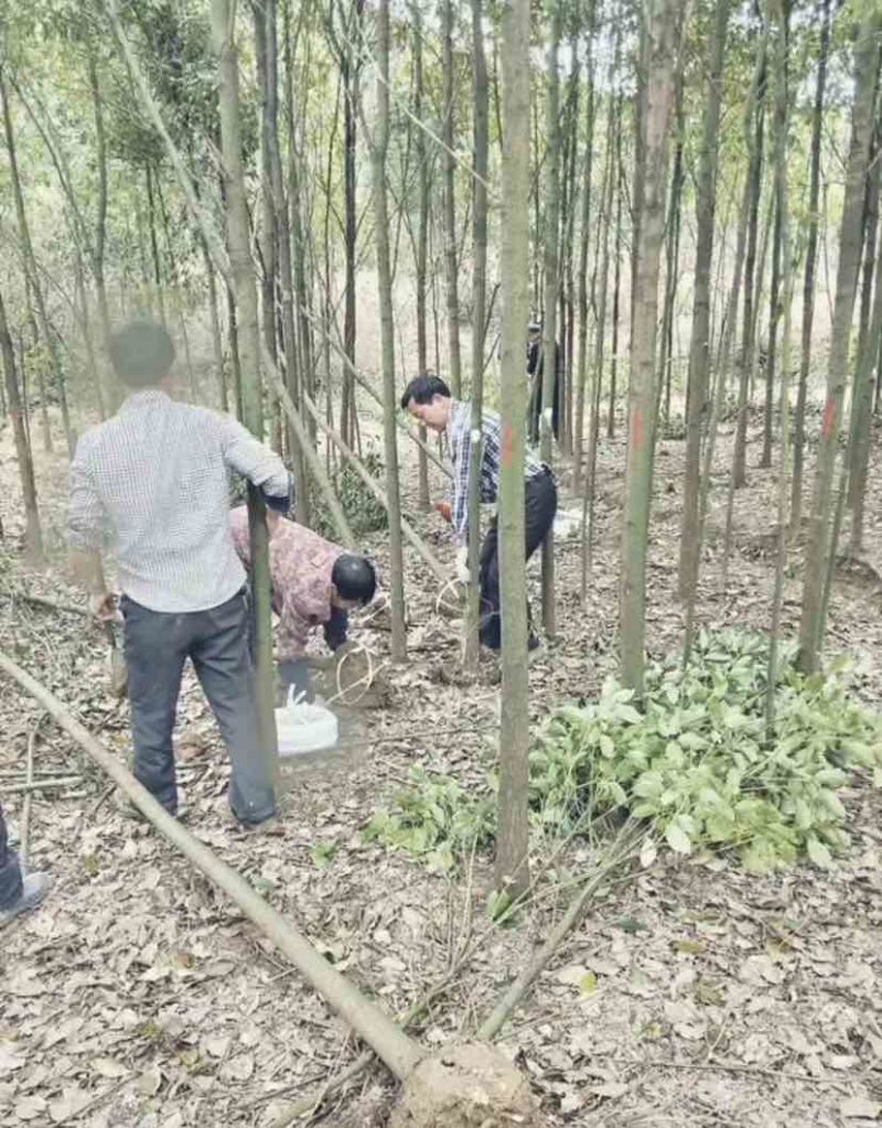 光杆香樟8公分10公分12公分粗