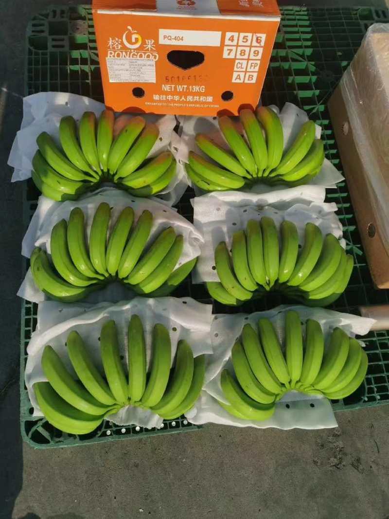精品大牌二级蕉，品质杠杠硬，做的就是品牌与质量，