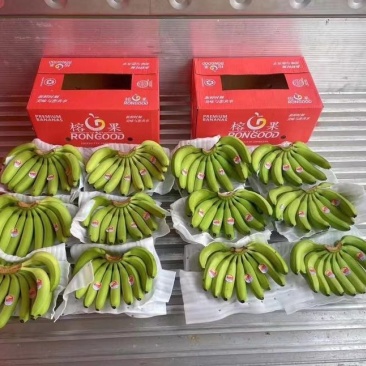 精品大牌二级蕉，品质杠杠硬，做的就是品牌与质量，