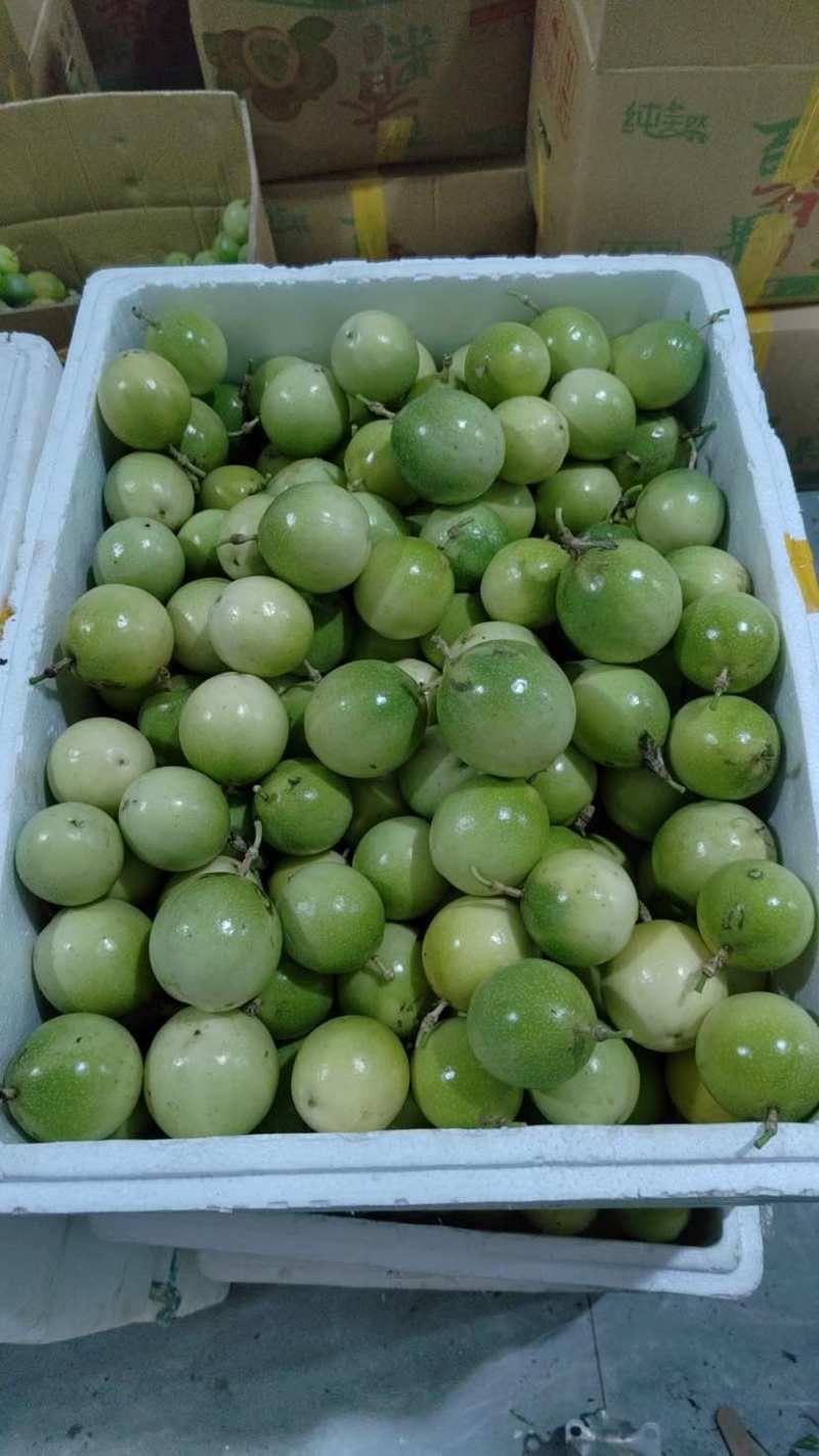 黄金百香果钦蜜9号开始大量上市市场电商工厂欢迎对接