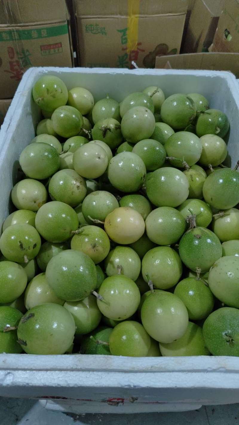 黄金百香果钦蜜9号开始大量上市市场电商工厂欢迎对接