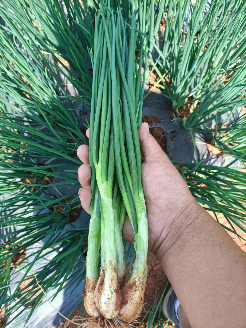白铁杆小葱