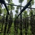 光杆香樟树基地直销规格齐全有需要绿化苗木老板来电咨询合作