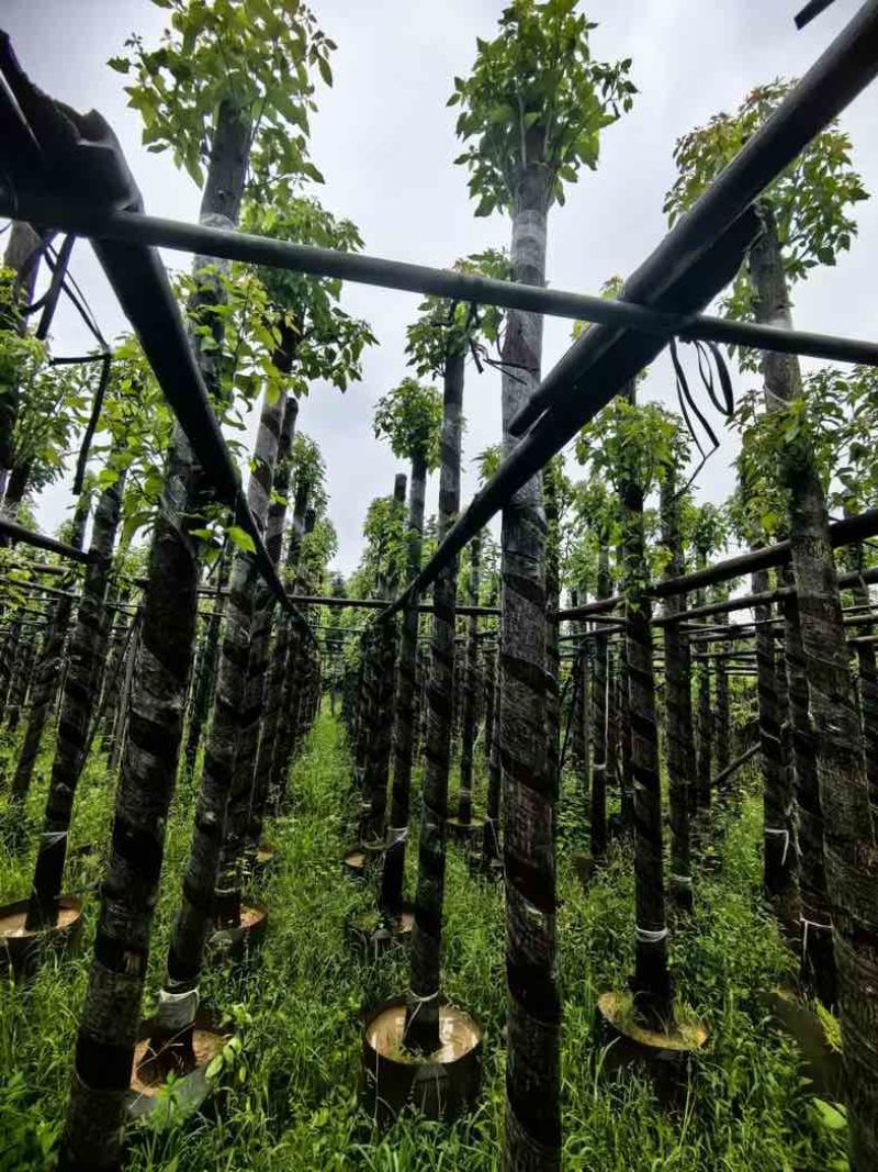 光杆香樟树基地直销规格齐全有需要绿化苗木老板来电咨询合作