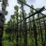 光杆香樟树基地直销规格齐全有需要绿化苗木老板来电咨询合作