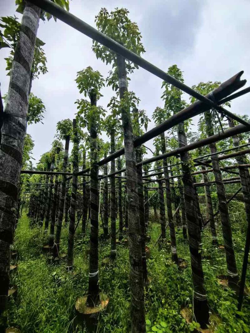 光杆香樟树基地直销规格齐全有需要绿化苗木老板来电咨询合作