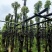 光杆香樟树基地直销规格齐全有需要绿化苗木老板来电咨询合作
