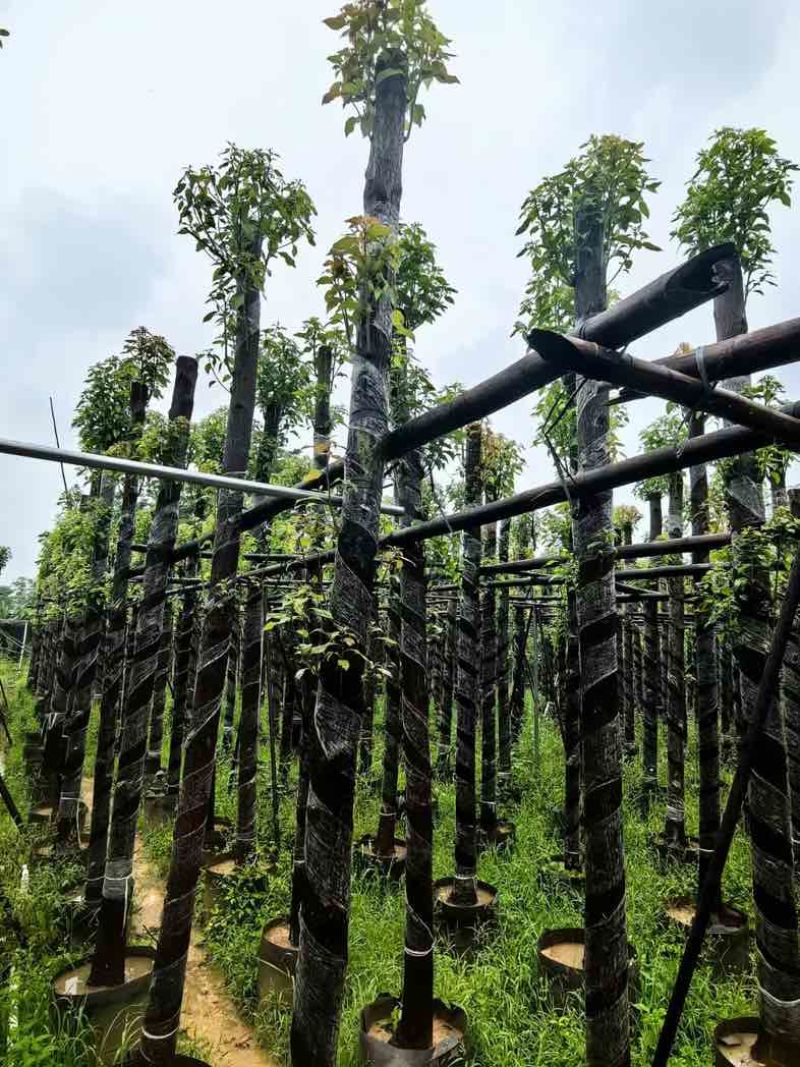 光杆香樟树基地直销规格齐全有需要绿化苗木老板来电咨询合作