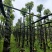 光杆香樟树基地直销规格齐全有需要绿化苗木老板来电咨询合作