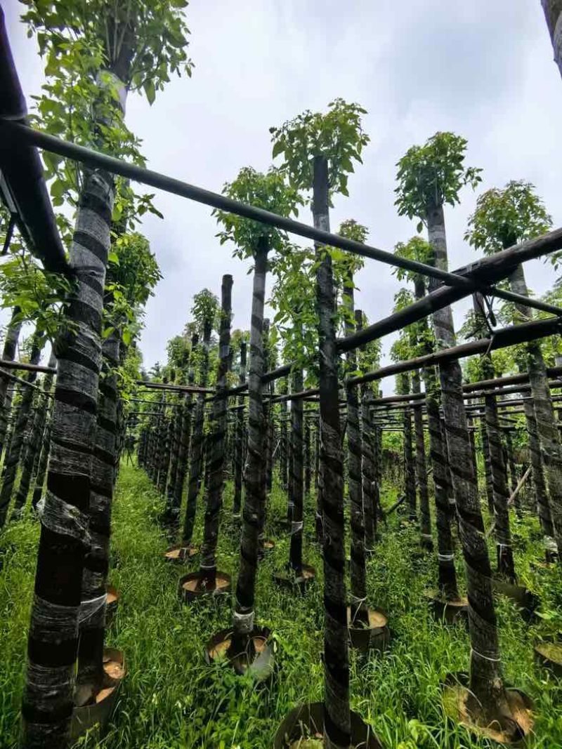 光杆香樟树基地直销规格齐全有需要绿化苗木老板来电咨询合作