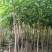 桃花心木地径2～5公分基地直销规格齐全欢迎老板来电咨询