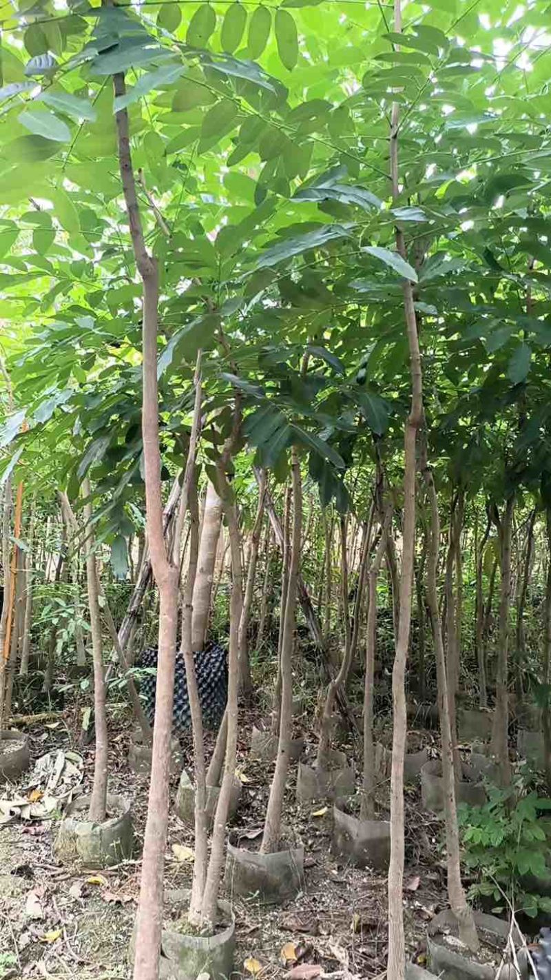 桃花心木地径2～5公分基地直销规格齐全欢迎老板来电咨询