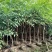 桃花心木地径2～5公分基地直销规格齐全欢迎老板来电咨询