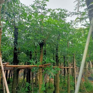 灯台树10～12公分基地直销规格齐全欢迎老板来电咨询合作