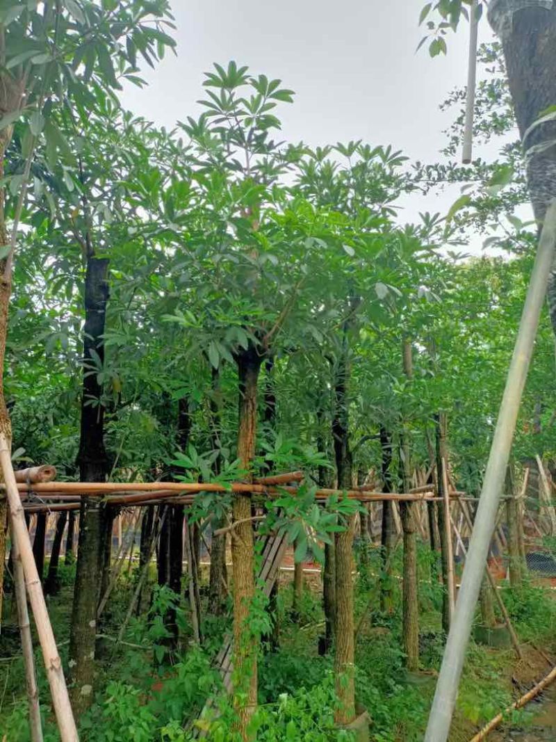 灯台树10～12公分基地直销规格齐全欢迎老板来电咨询合作