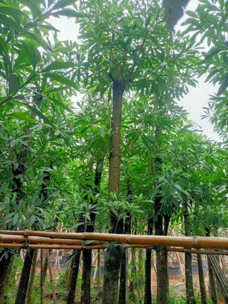 灯台树10～12公分基地直销规格齐全欢迎老板来电咨询合作