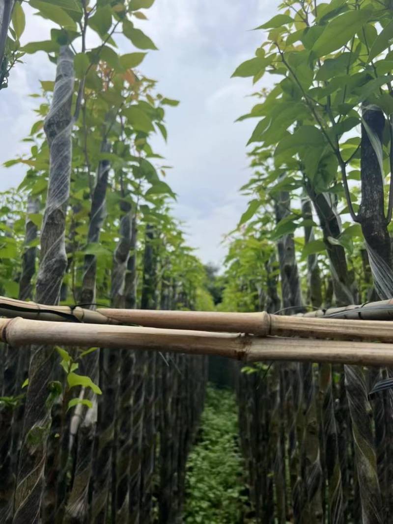 香樟3～5公分基地直销规格齐全欢迎老板来电咨询合作