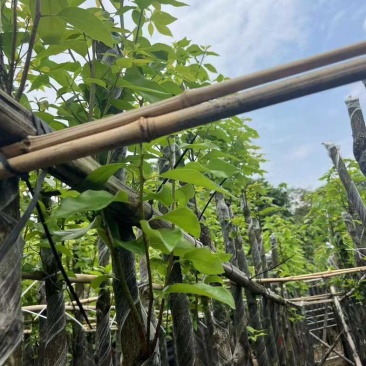 香樟3～5公分基地直销规格齐全欢迎老板来电咨询合作