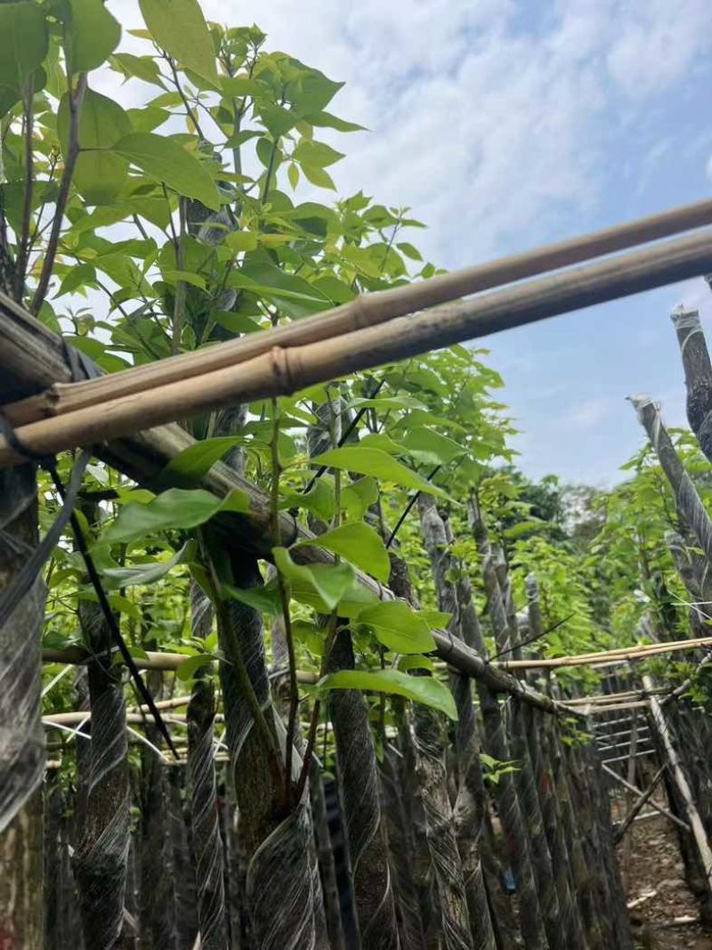 香樟3～5公分基地直销规格齐全欢迎老板来电咨询合作