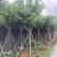 宫粉紫荆12～18公分基地直销规格齐全欢迎老板来电咨询