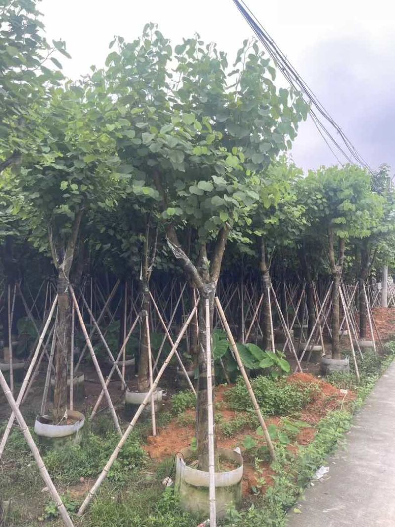 宫粉紫荆12～18公分基地直销规格齐全欢迎老板来电咨询