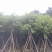 宫粉紫荆12～18公分基地直销规格齐全欢迎老板来电咨询
