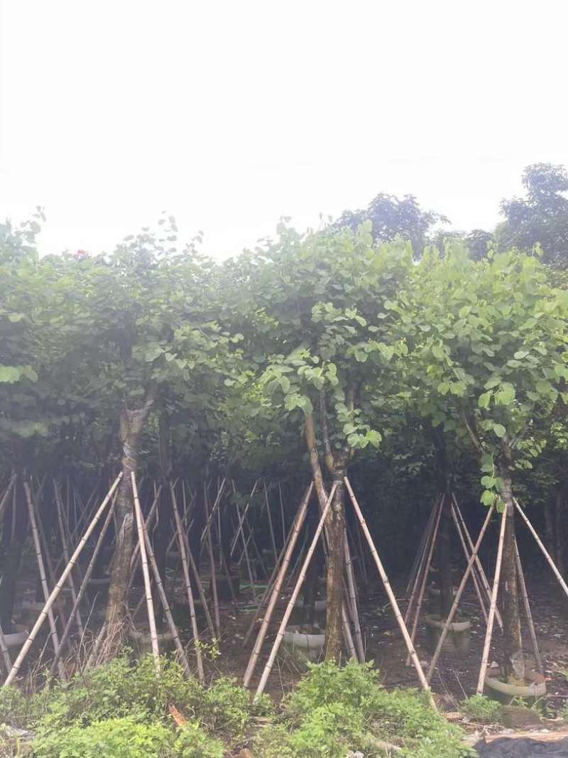 宫粉紫荆12～18公分基地直销规格齐全欢迎老板来电咨询