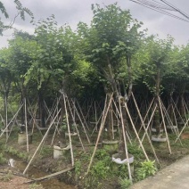 宫粉紫荆12～18公分基地直销规格齐全欢迎老板来电咨询