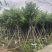 宫粉紫荆12～18公分基地直销规格齐全欢迎老板来电咨询