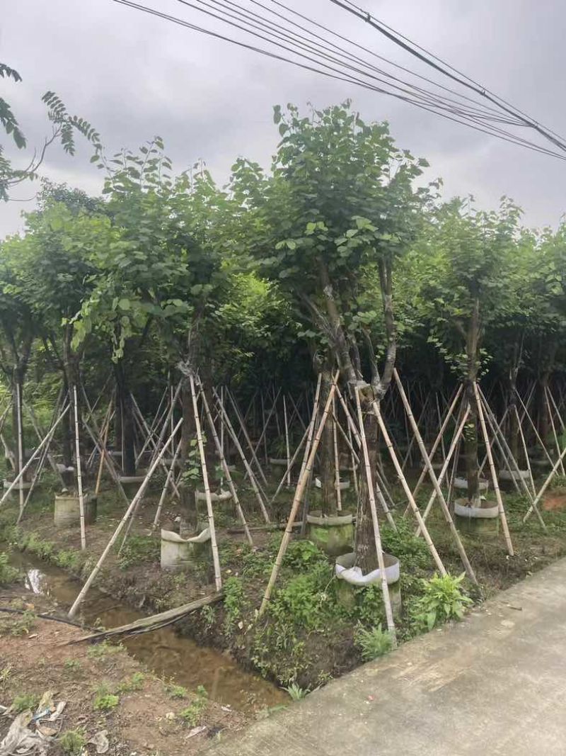 宫粉紫荆12～18公分基地直销规格齐全欢迎老板来电咨询