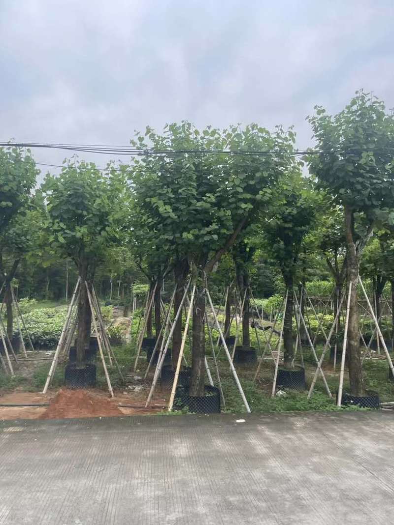 宫粉紫荆12～18公分基地直销规格齐全欢迎老板来电咨询