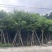 宫粉紫荆12～18公分基地直销规格齐全欢迎老板来电咨询