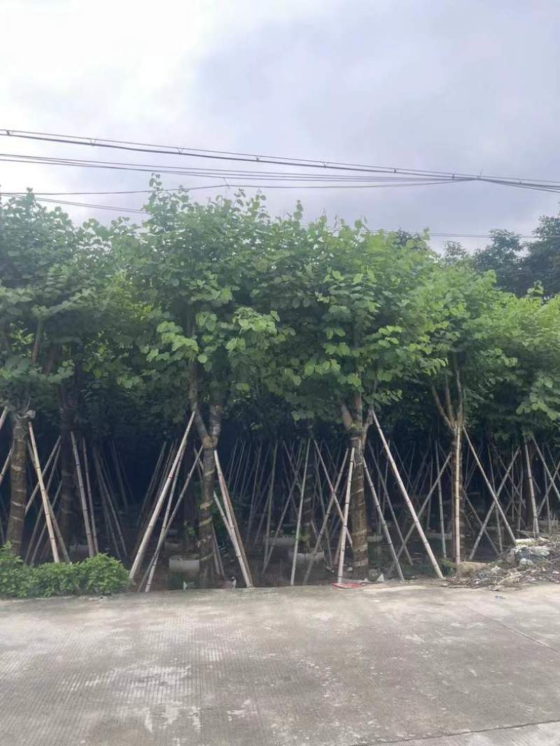 宫粉紫荆12～18公分基地直销规格齐全欢迎老板来电咨询