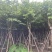 宫粉紫荆12～18公分基地直销规格齐全欢迎老板来电咨询