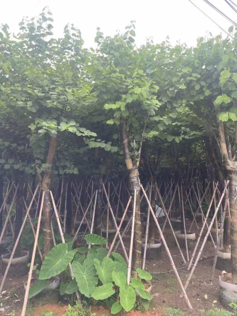 宫粉紫荆12～18公分基地直销规格齐全欢迎老板来电咨询