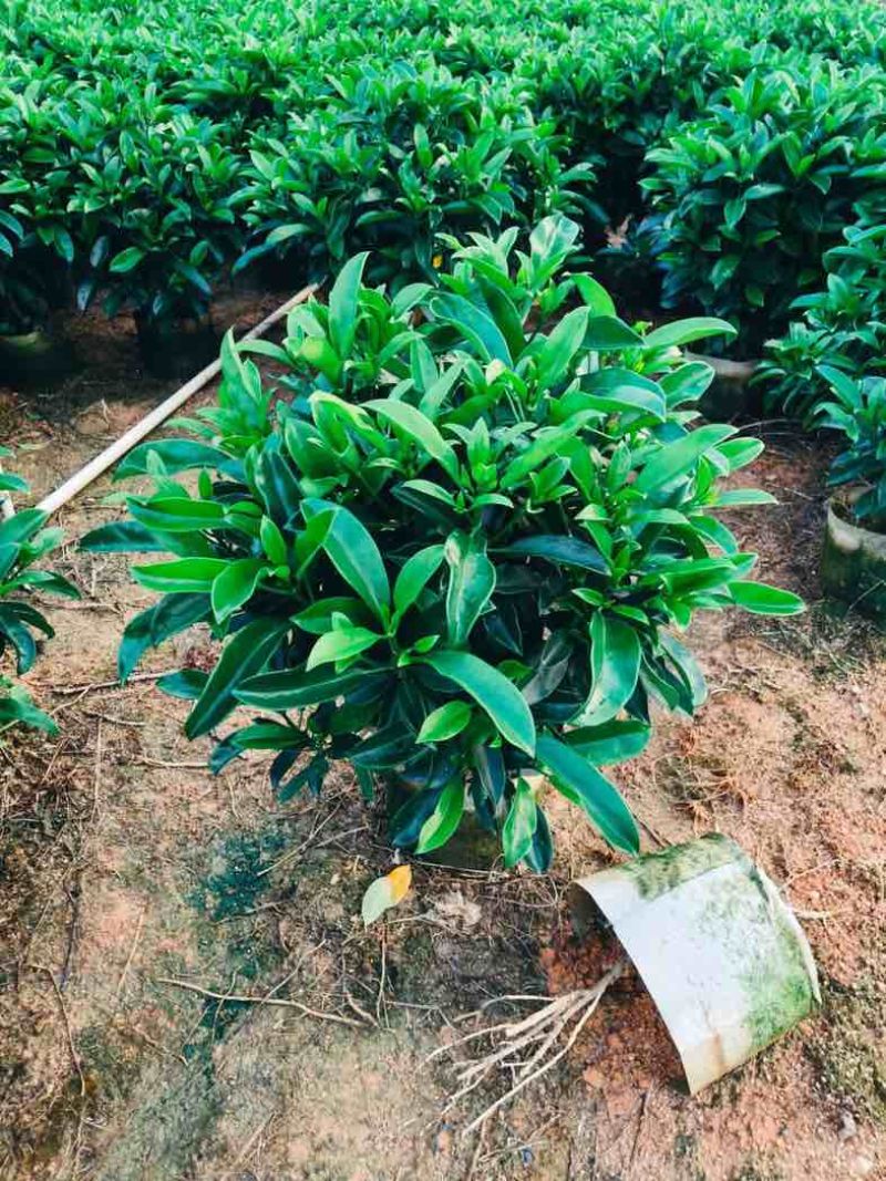非洲茉莉球基地直销规格齐全欢迎老板来电咨询合作