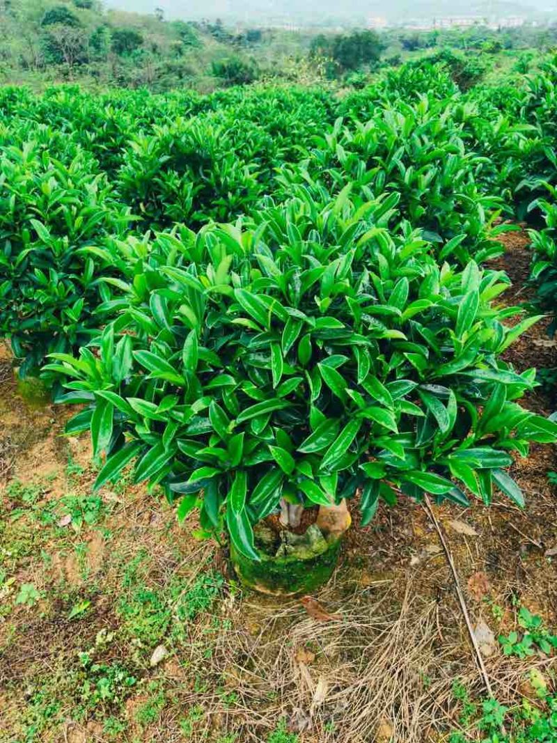 非洲茉莉球基地直销规格齐全欢迎老板来电咨询合作