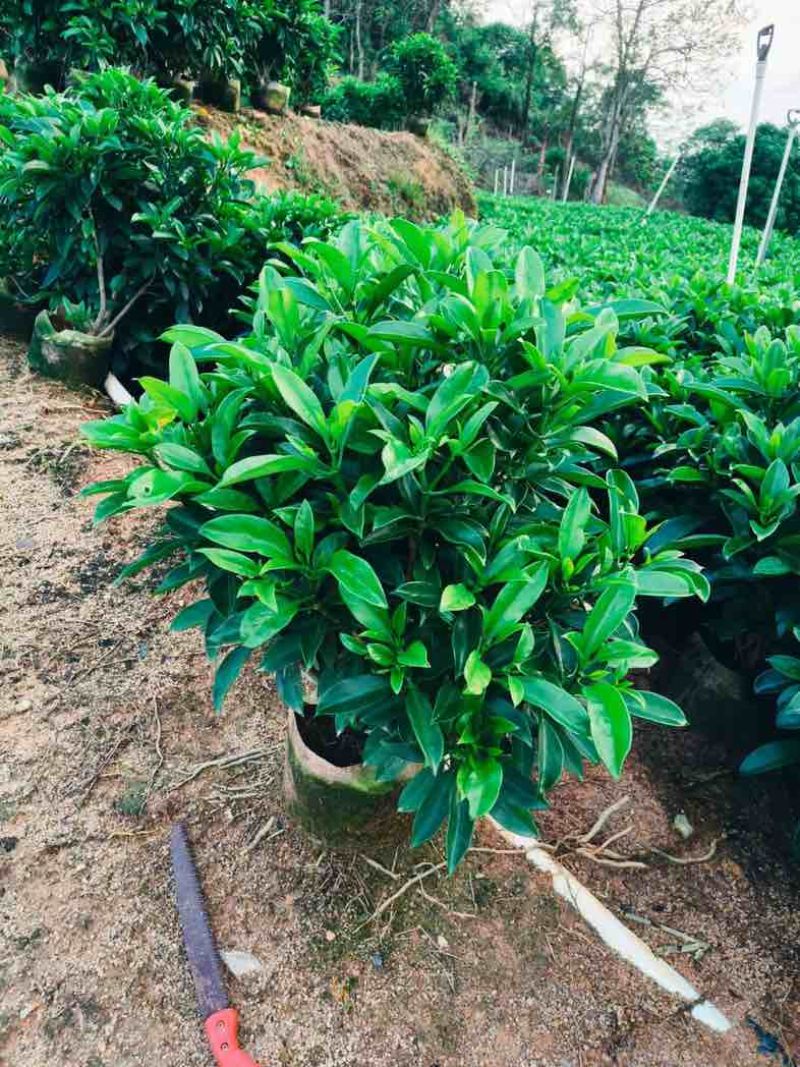 非洲茉莉球基地直销规格齐全欢迎老板来电咨询合作