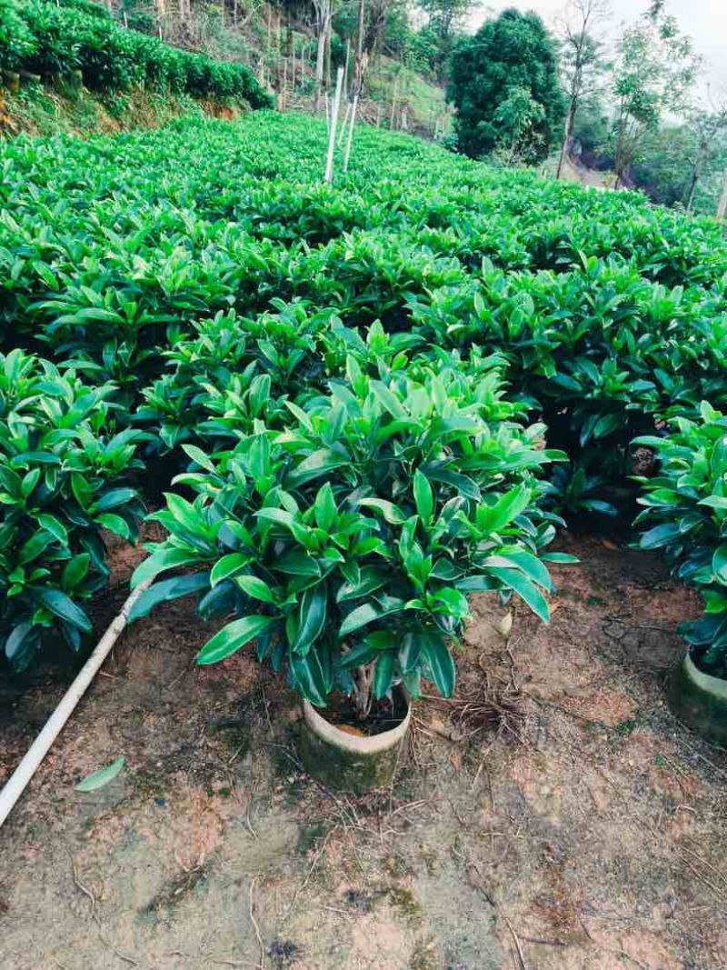 非洲茉莉球基地直销规格齐全欢迎老板来电咨询合作