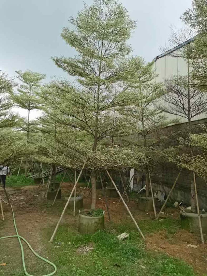 锦叶榄仁树5～15公分基地直销规格齐全欢迎老板来电咨询