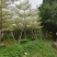 锦叶榄仁树5～15公分基地直销规格齐全欢迎老板来电咨询