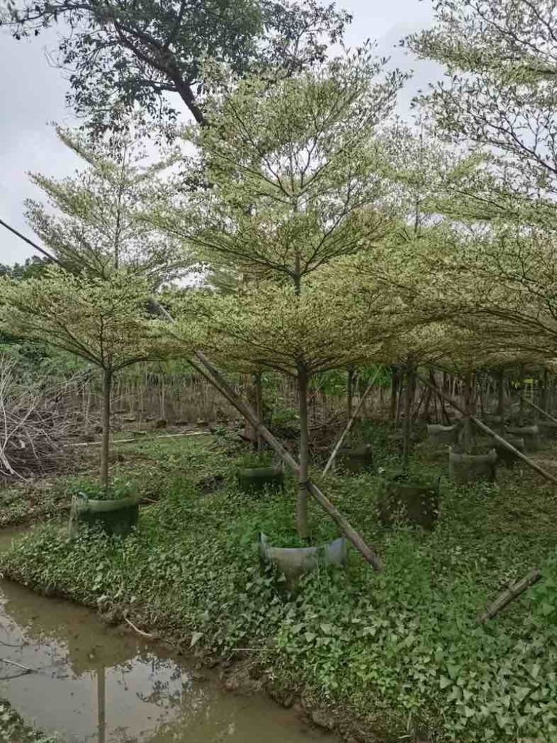 锦叶榄仁树5～15公分基地直销规格齐全欢迎老板来电咨询