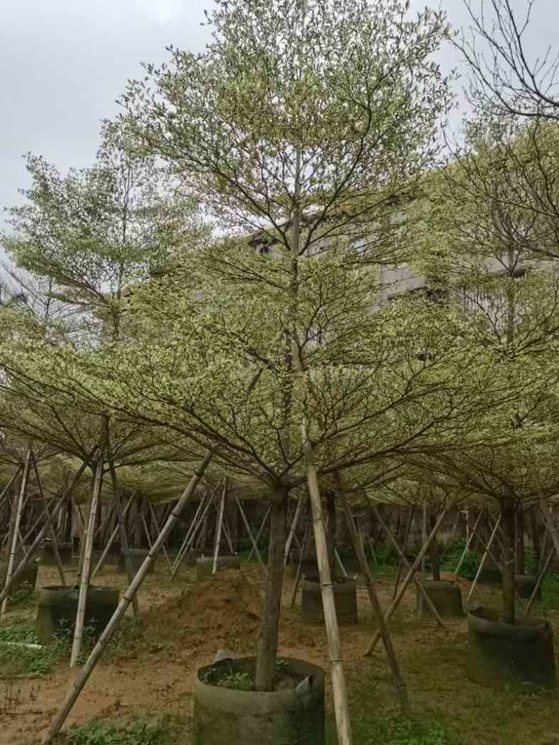 锦叶榄仁树5～15公分基地直销规格齐全欢迎老板来电咨询
