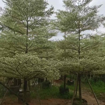 锦叶榄仁树5～15公分基地直销规格齐全欢迎老板来电咨询
