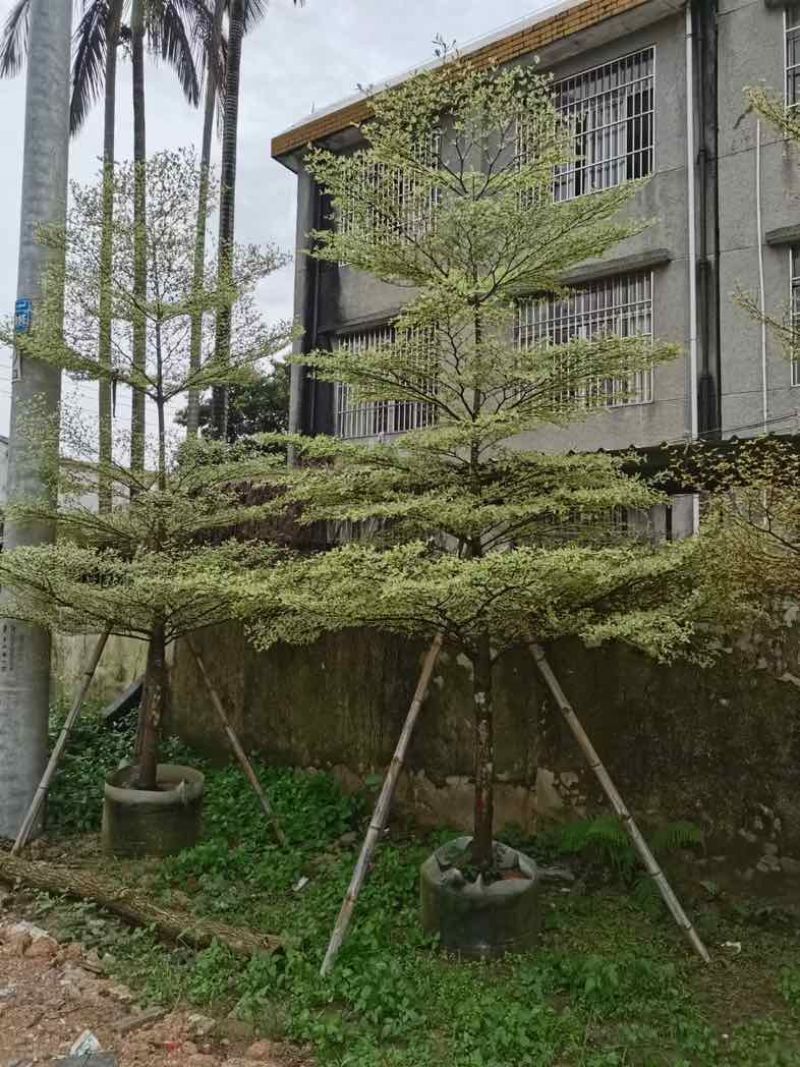 锦叶榄仁树5～15公分基地直销规格齐全欢迎老板来电咨询