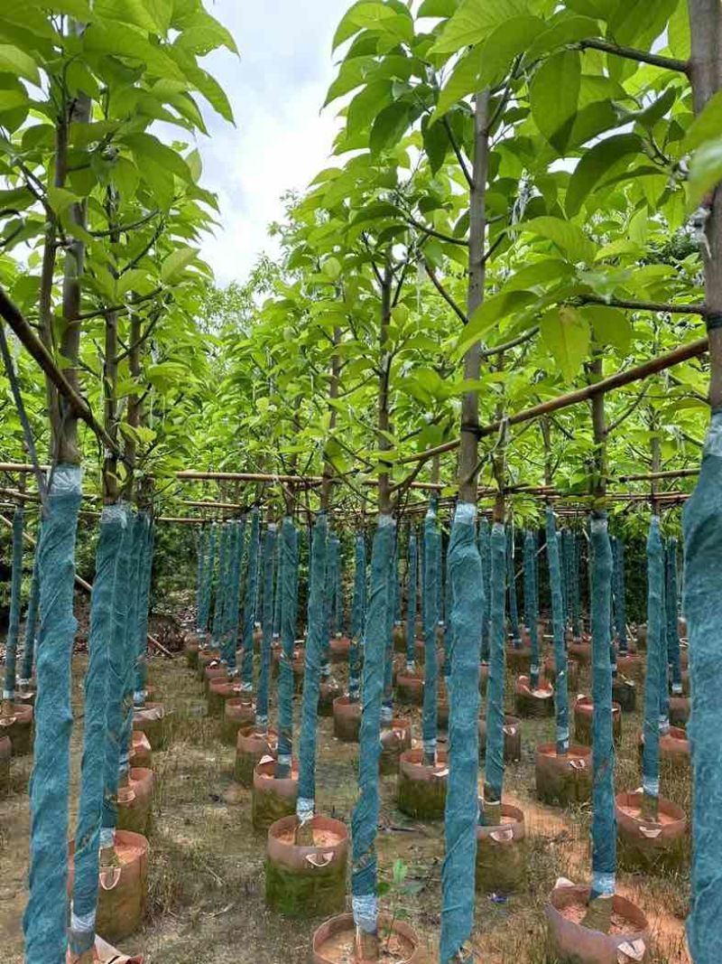 白玉兰5～12公分基地直销规格齐全欢迎老板来电咨询